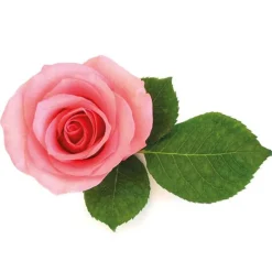 Extrait De Rose 5% Patisdecor 50 Ml